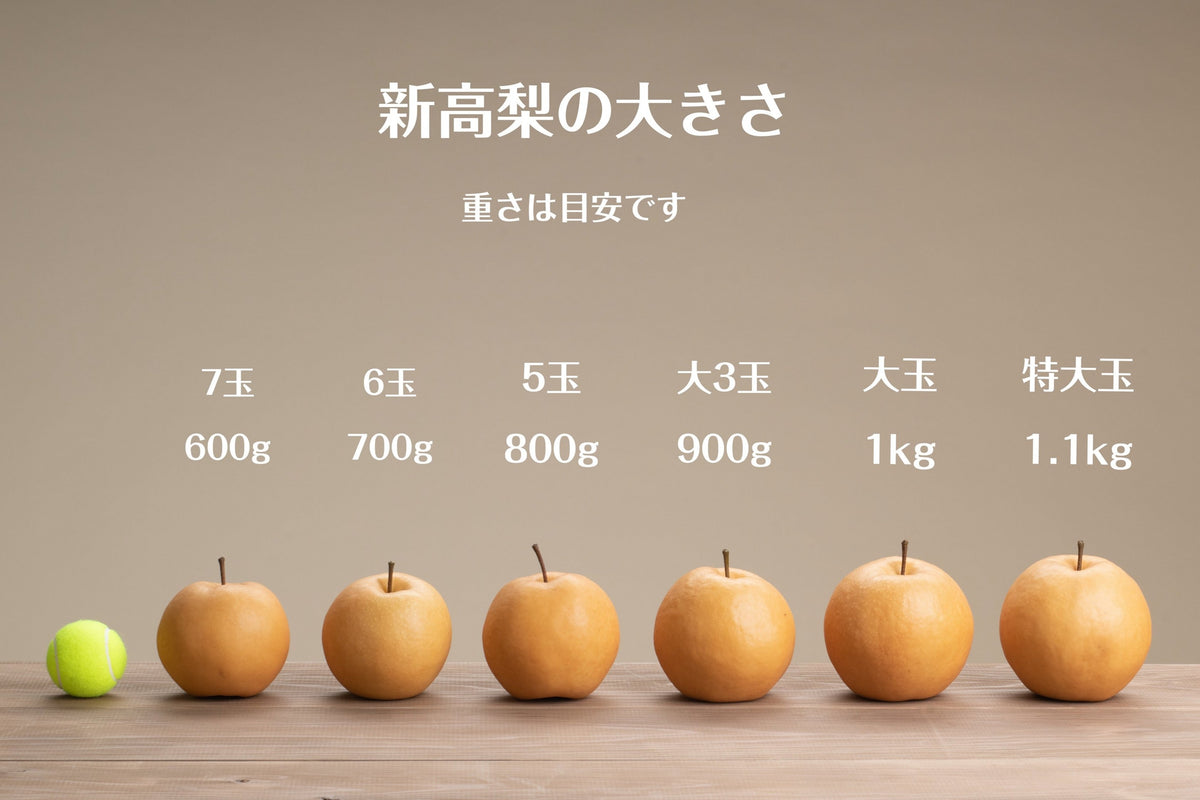 2025-お【家庭用】新高梨 5〜7玉入(3.7kg)【送料込み】 – 森本果樹園