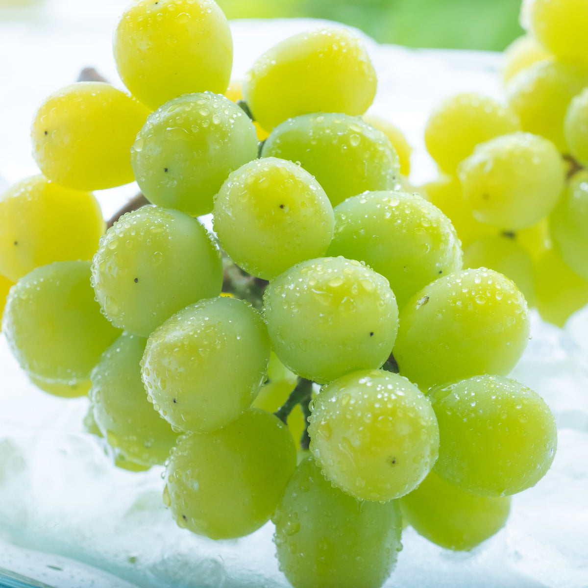 2025-D シャインマスカット 2〜3房 (900g 以上)【チルド便】 – 森本