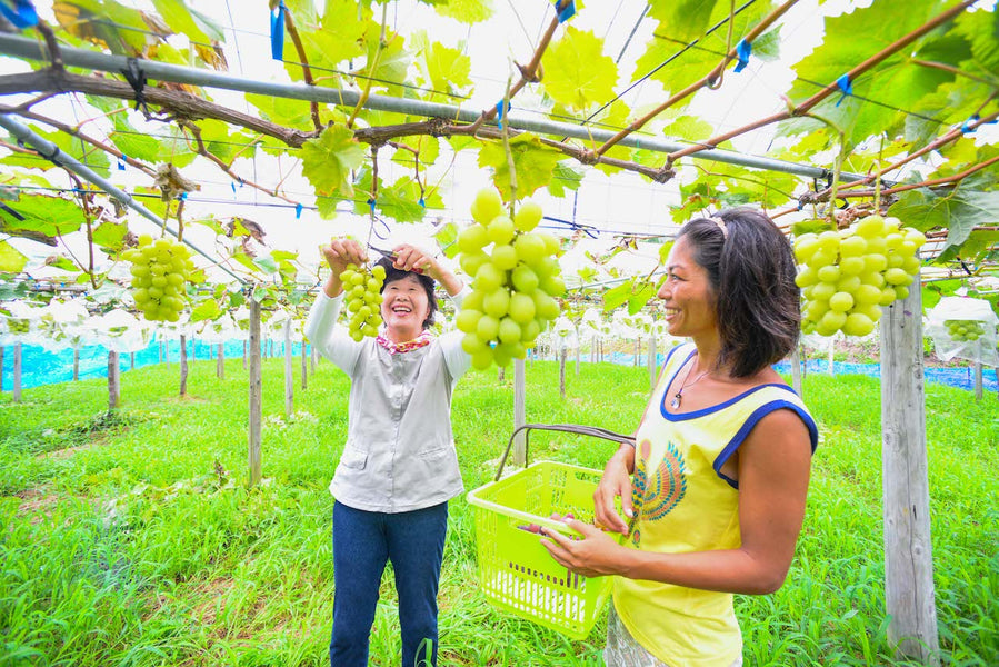 夏真っ盛り！ぶどう狩りのお知らせ