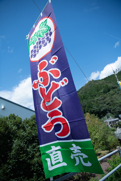 明日10日より、ぶどう狩りオープンです