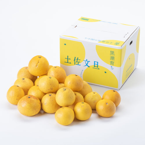 2025 (7)【訳あり】黒潮育ち 土佐文旦 9kg【数量限定】