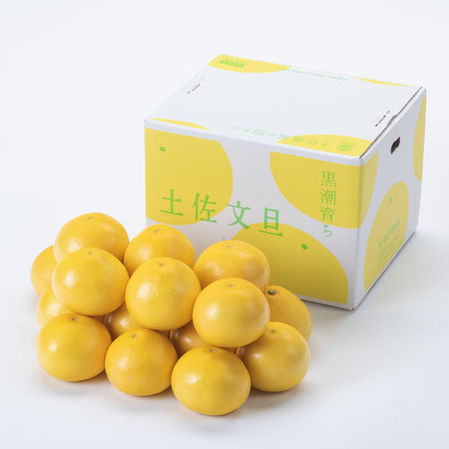 2025 (3)【ご贈答用】黒潮育ち 土佐文旦 10kg（14〜21玉）