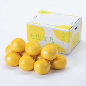 2025 (2)【ご贈答用】黒潮育ち 土佐文旦 5kg（7〜11玉）