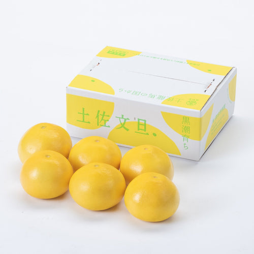 2025 (1)【ご贈答用】黒潮育ち 土佐文旦 3kg（5〜7玉）