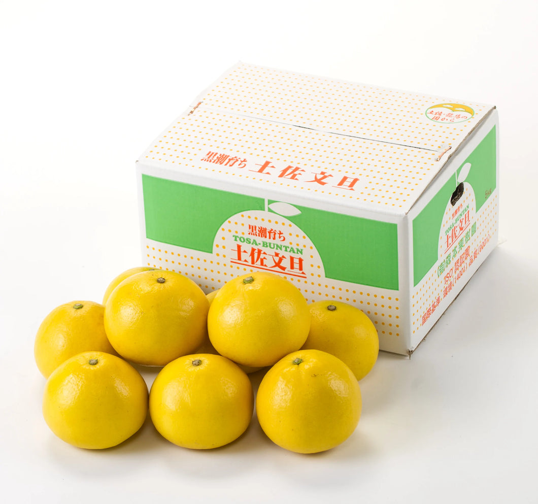 【ご贈答用】(2) 黒潮育ち 土佐文旦 5kg（７〜９玉）